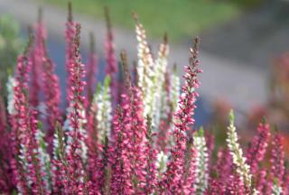 For planting in winter, heather