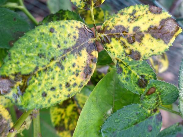 Rose tree and disease - the most effective treatments