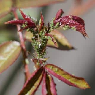 Rose tree disease - aphids