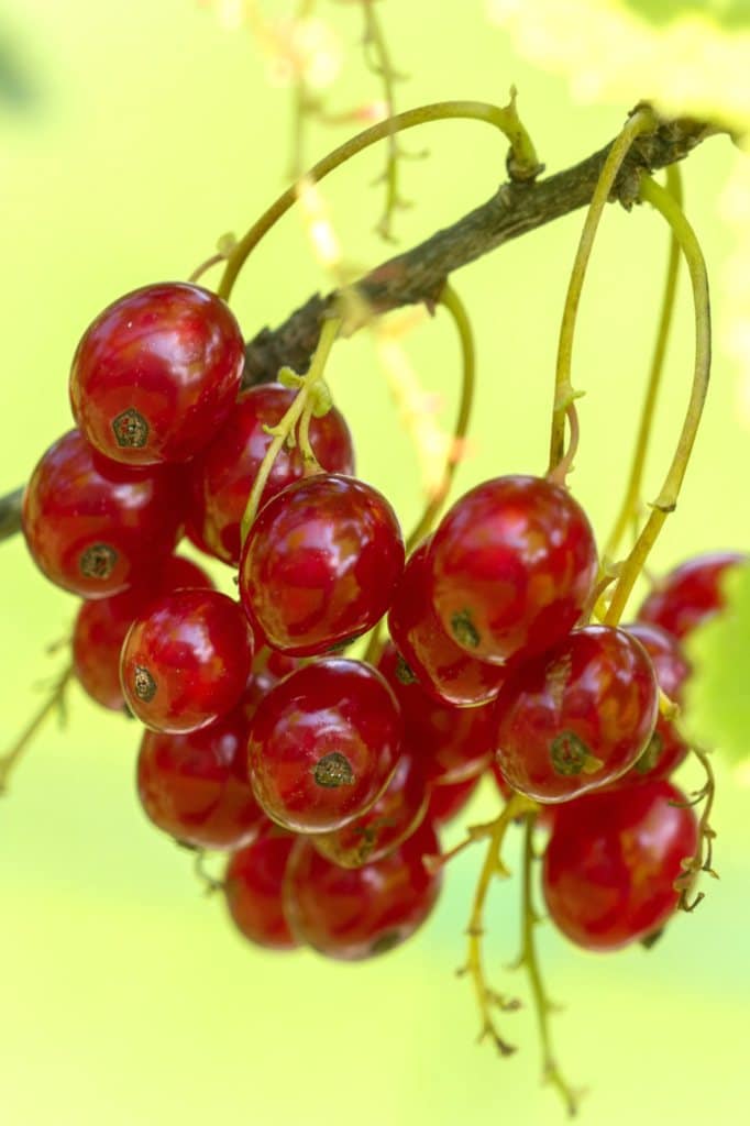 Red berries in summer - currant bushes, raspberries, blackcurrant