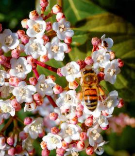 Lisarose Viburnum tinus with bee.