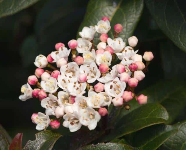 Viburnum tinus 'Lisarose' - planting, pruning and caring for this ...