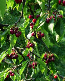 Bigarreau cherry tree