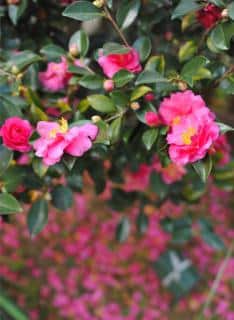 Camellia sasanqua shrub
