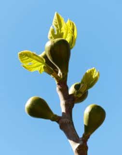 Fig tree in spring