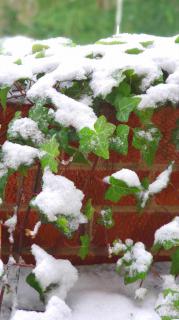 Ivy under snow