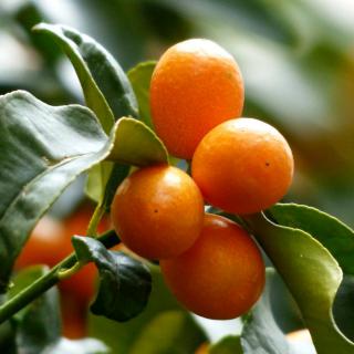 Kumquat branch