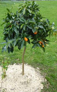 Kumquat in the ground