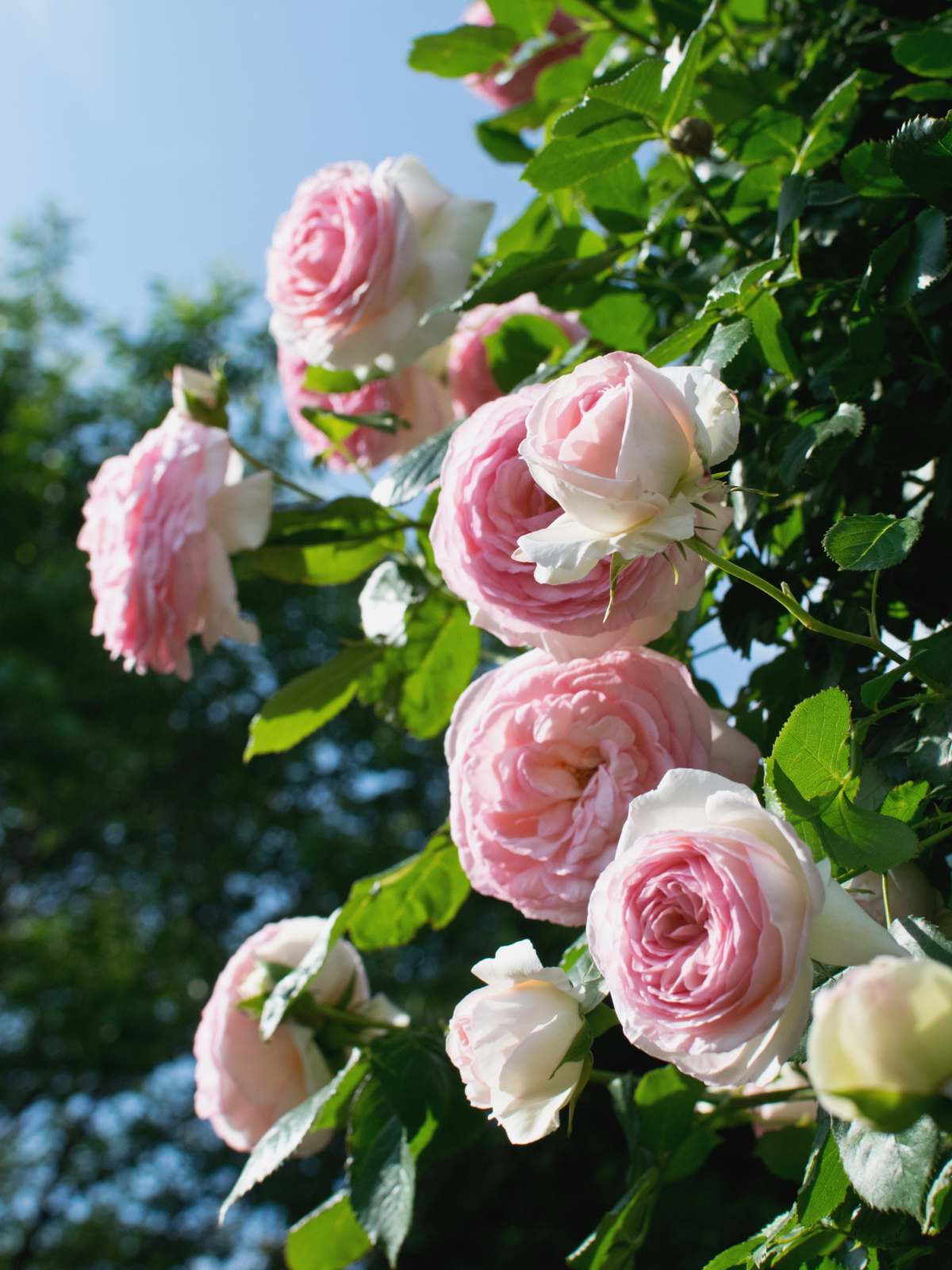 forvrængning vinden er stærk Ideel Pierre de Ronsard ® rose tree - care, blooming, diseases