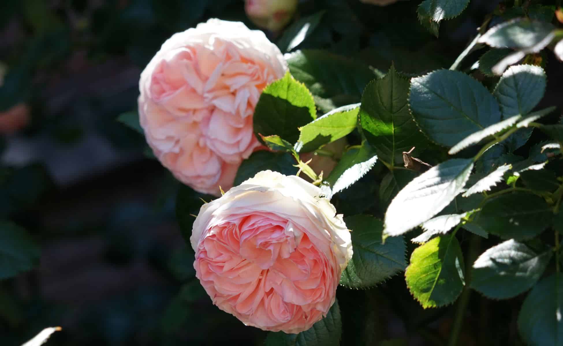 роза пьер де ронсар цикламен фото