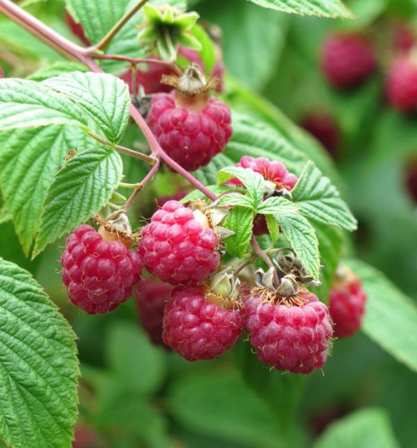 Raspberries - growing, care, pests and pruning