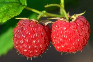 Raspberry fruits