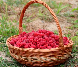 Raspberry harvest