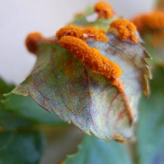 What looks like a hairy orange caterpillar is actually rust spreading along the veins of a curled-up rose tree leaf.