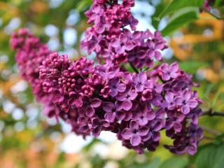 Lilac panicles in a shade of deep violet.