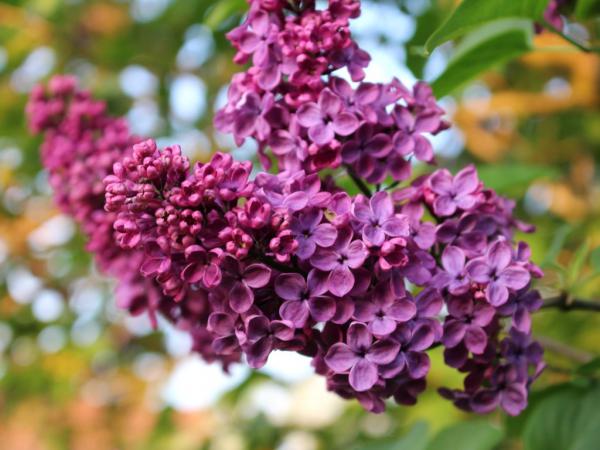 Spring flower trees - top 5 spring-blooming shrubs and trees