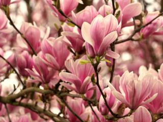 Magnolia flowers, pink and white.