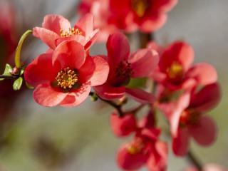 Quince, first among the top 5 spring blooming trees