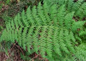 Athyrium - lady fern - Growing and Care