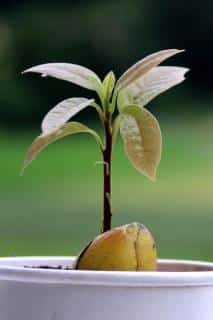 Avocado seed sprouted in a pot