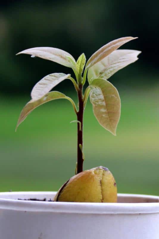 Avocado tree - growing a fruit-bearing tree from the avocado pit itself