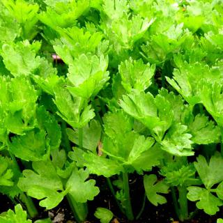 Caring for celery