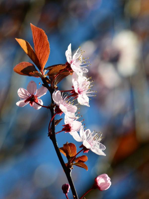 Flowering plum, a truly beautiful spring blooming