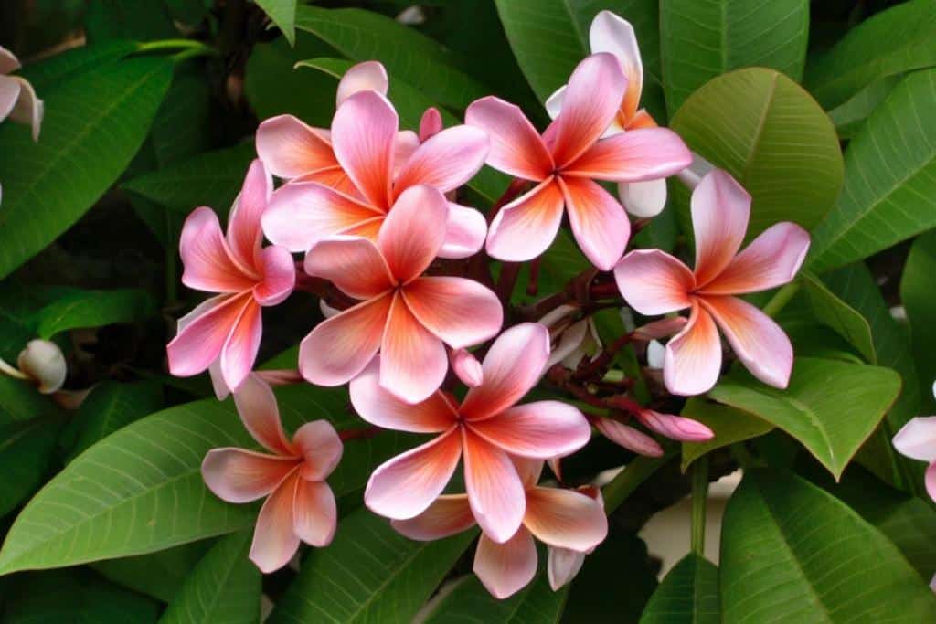 Frangipani - growing it and advice on how to care for it