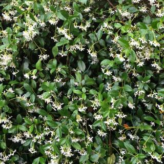 Pruning jasmine into a hedge