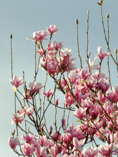 Magnolia tree care