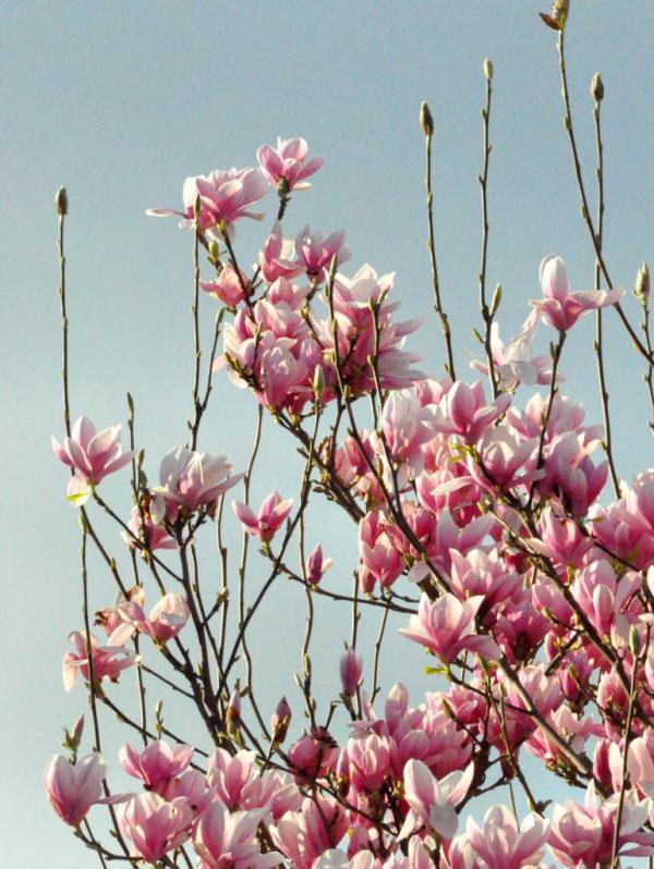 Magnolia - Planting And Care