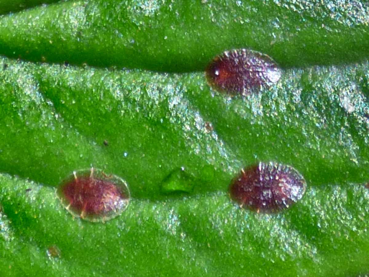 Scale Insect Soft Scale 
