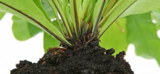 The crown is the part of a plant where stem meets roots. It is where many exchanges take place.