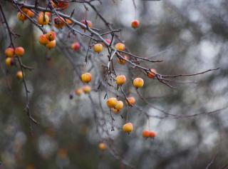 Apple tree with winter fruits.