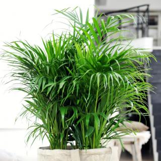 Air-cleaning Areca palm