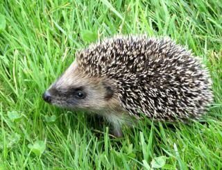 A hedgehog is probably the single best way to deal with slugs.