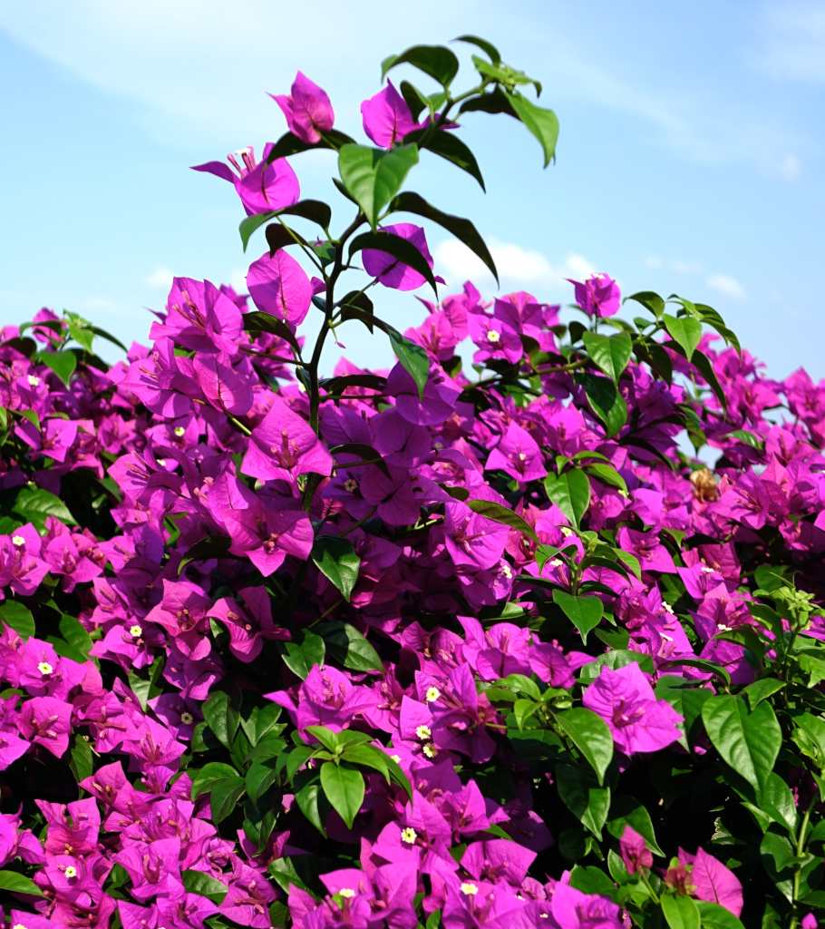 Bougainvillea - pruning, and advice on caring for