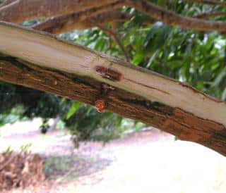 Necrosis in a canker branch