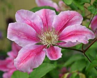 Caring for clematis