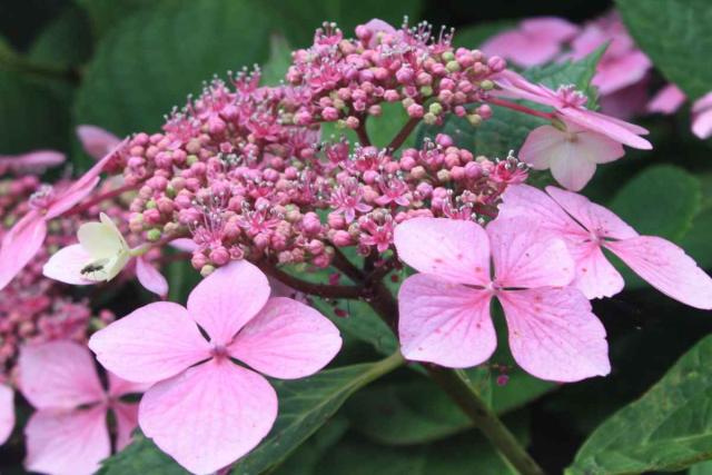 Climbing hydrangea - planting, pruning, and care