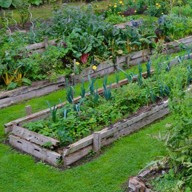 Growing vegetables as companion plants in the vegetable patch