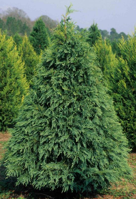 Leyland Cypress Pruning Care Diseases 7014