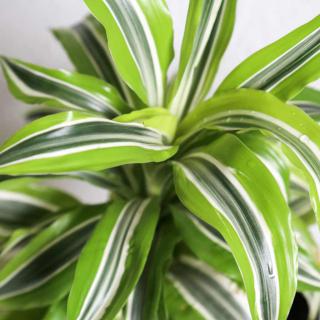 Dracaena air-cleaning