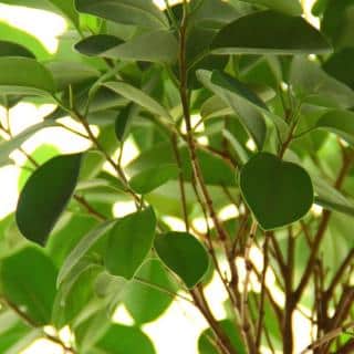 Air-purifying ficus plant