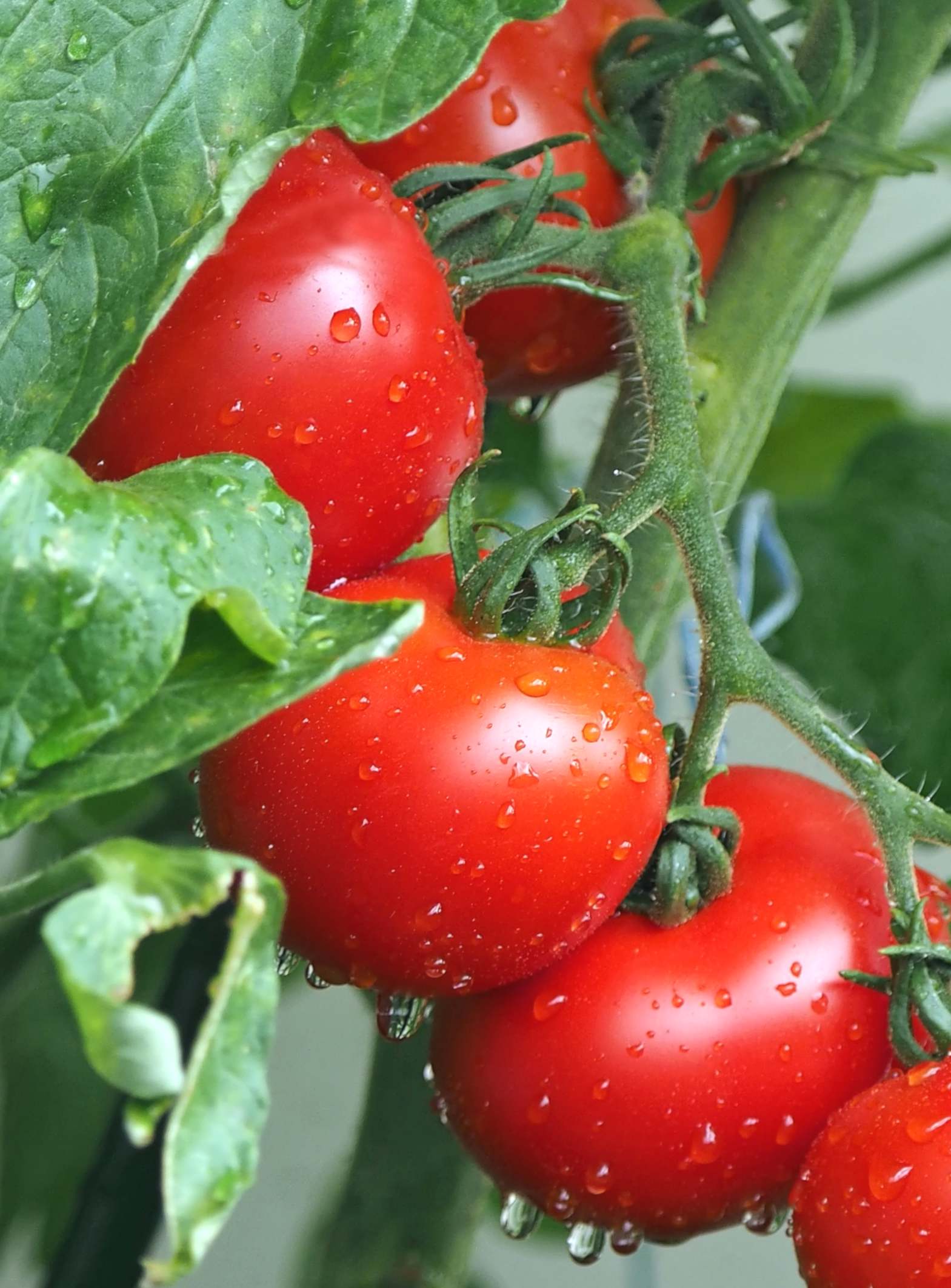 Tomato Sowing Growing And Harvesting Tomatoes Video 