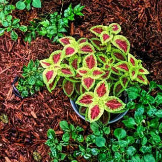 Coleus plant in a pot in pot flower bed, easy to replace in fall.