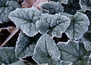Frost-covered ivy-leaved cyclamen