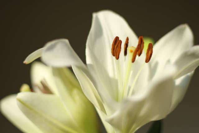 Lily - planting and caring for this pristine pure flower