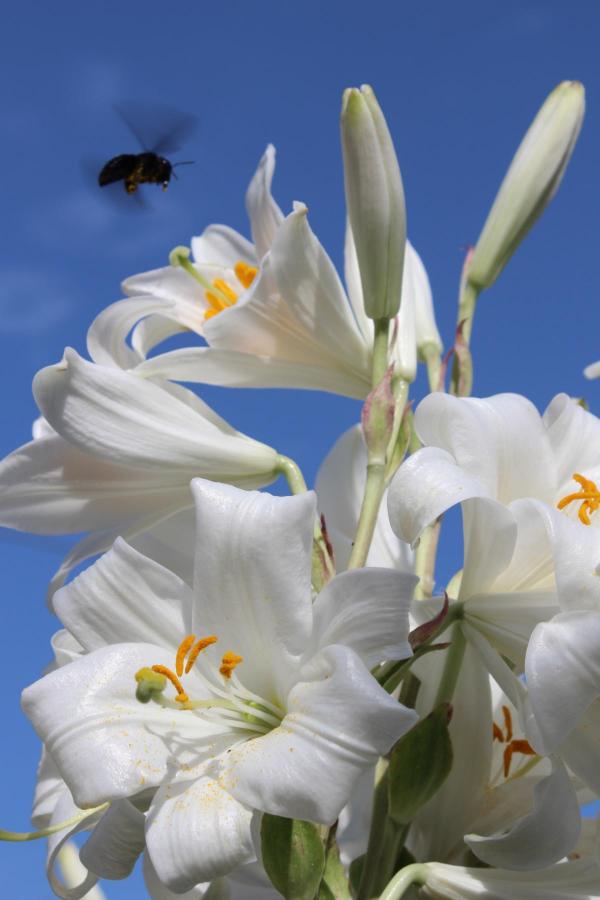 Lily - planting and caring for this pristine pure flower