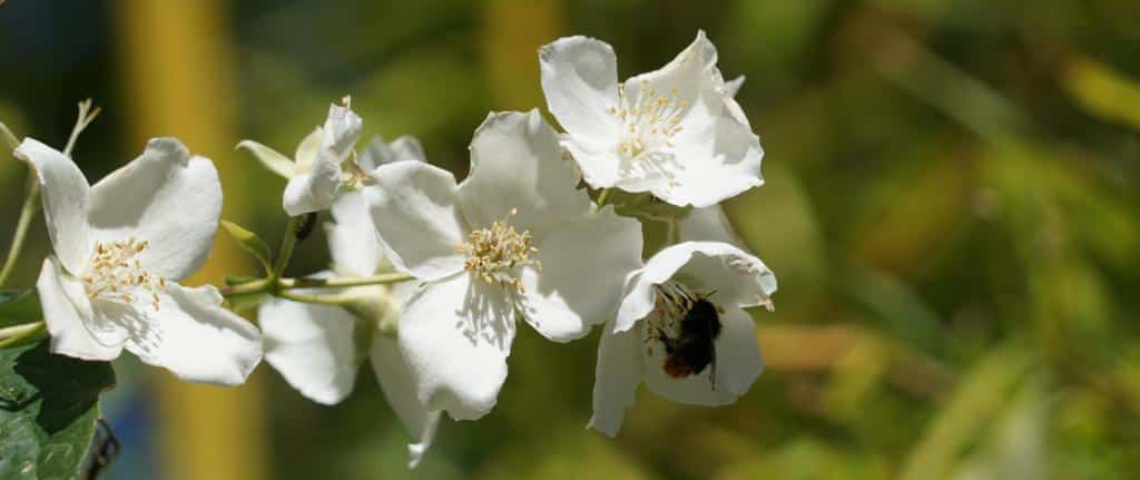 Mock-orange heester met hommel